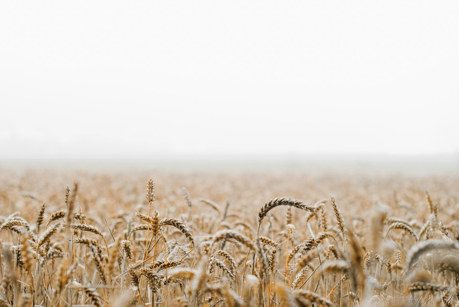 Global Crop Yield of Wheat for 2030?