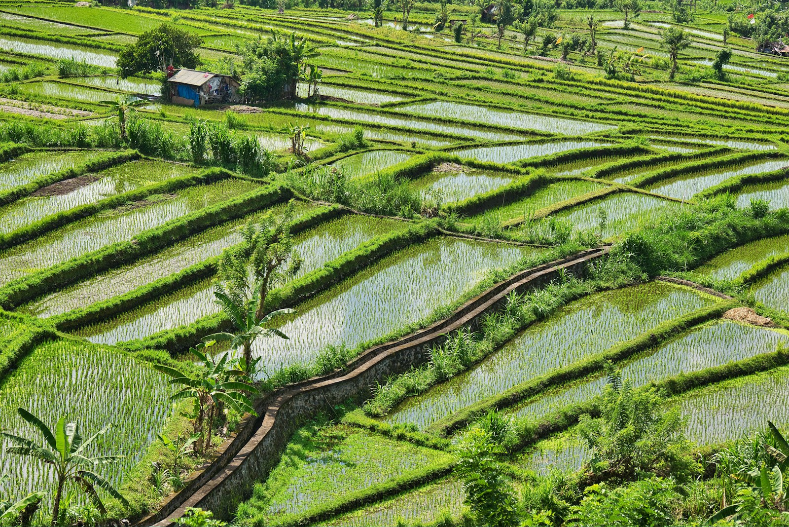 Global Crop Yield of Milled Rice for 2027?