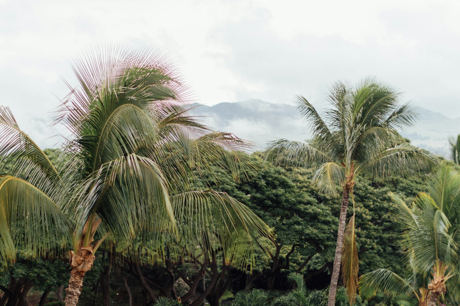 Hurricane Nolo Wind Gusts in Kahului, HI?